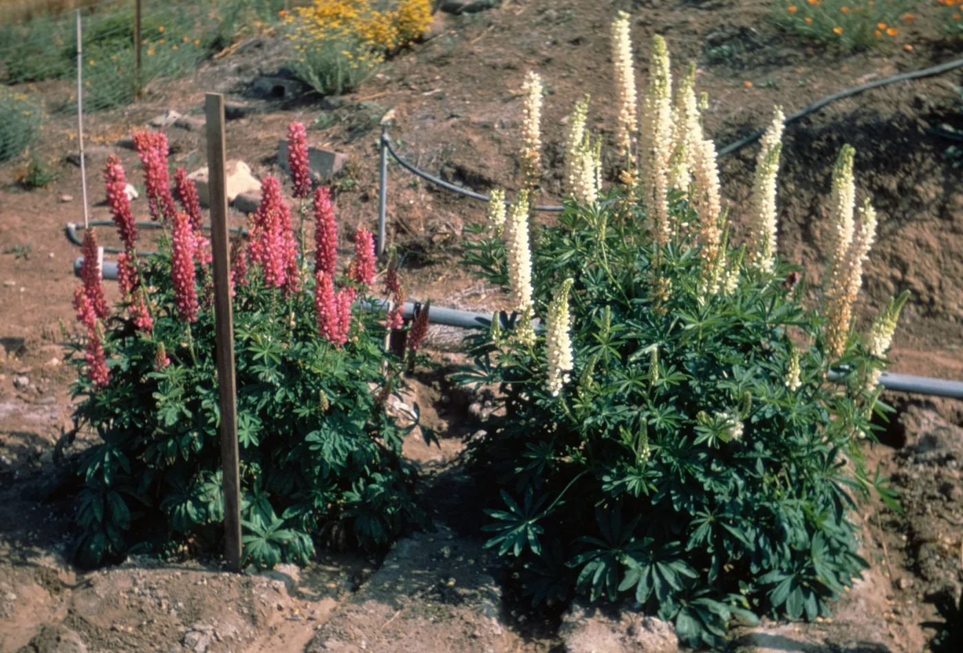 Lupinus 'Canyon Sunset'