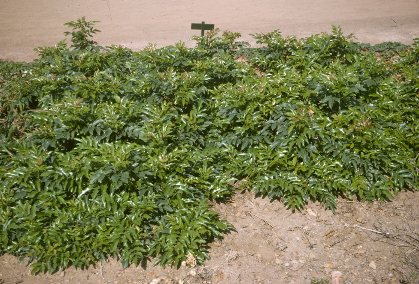 Berberis 'Mission Canyon' 