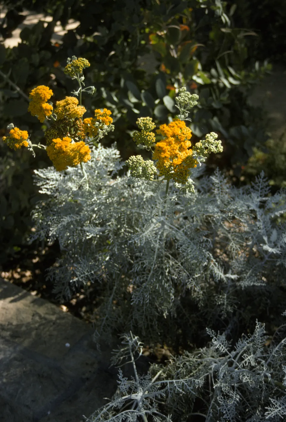 Eriophyllum 'Canyon Silver' 