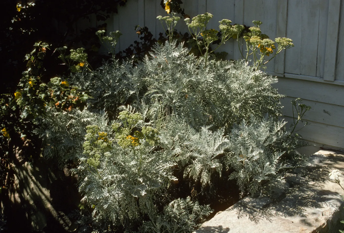 Eriophyllum 'Canyon Silver' 