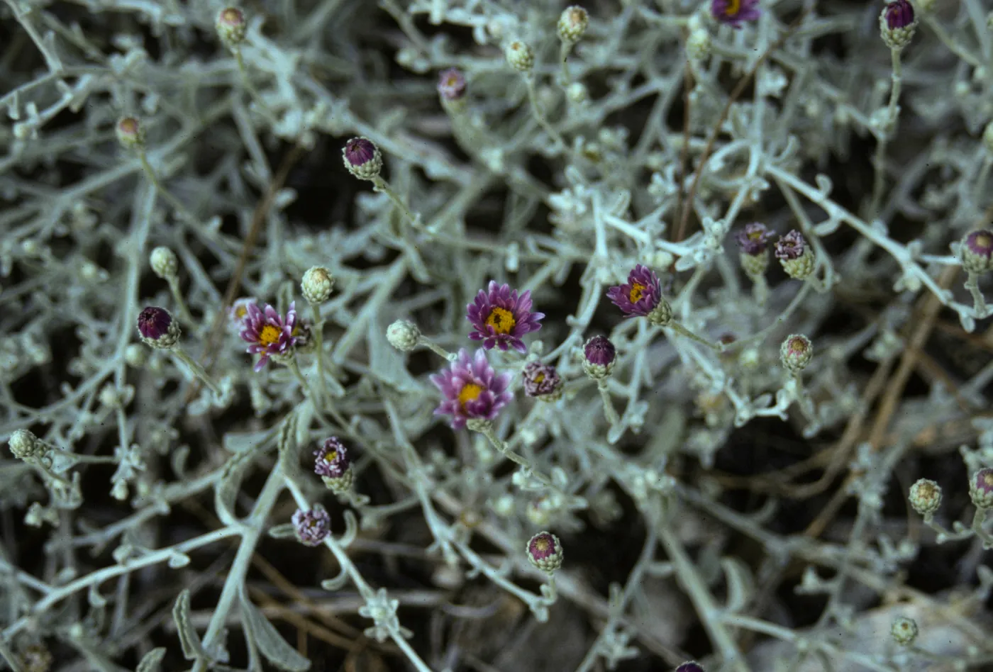 Lessingia