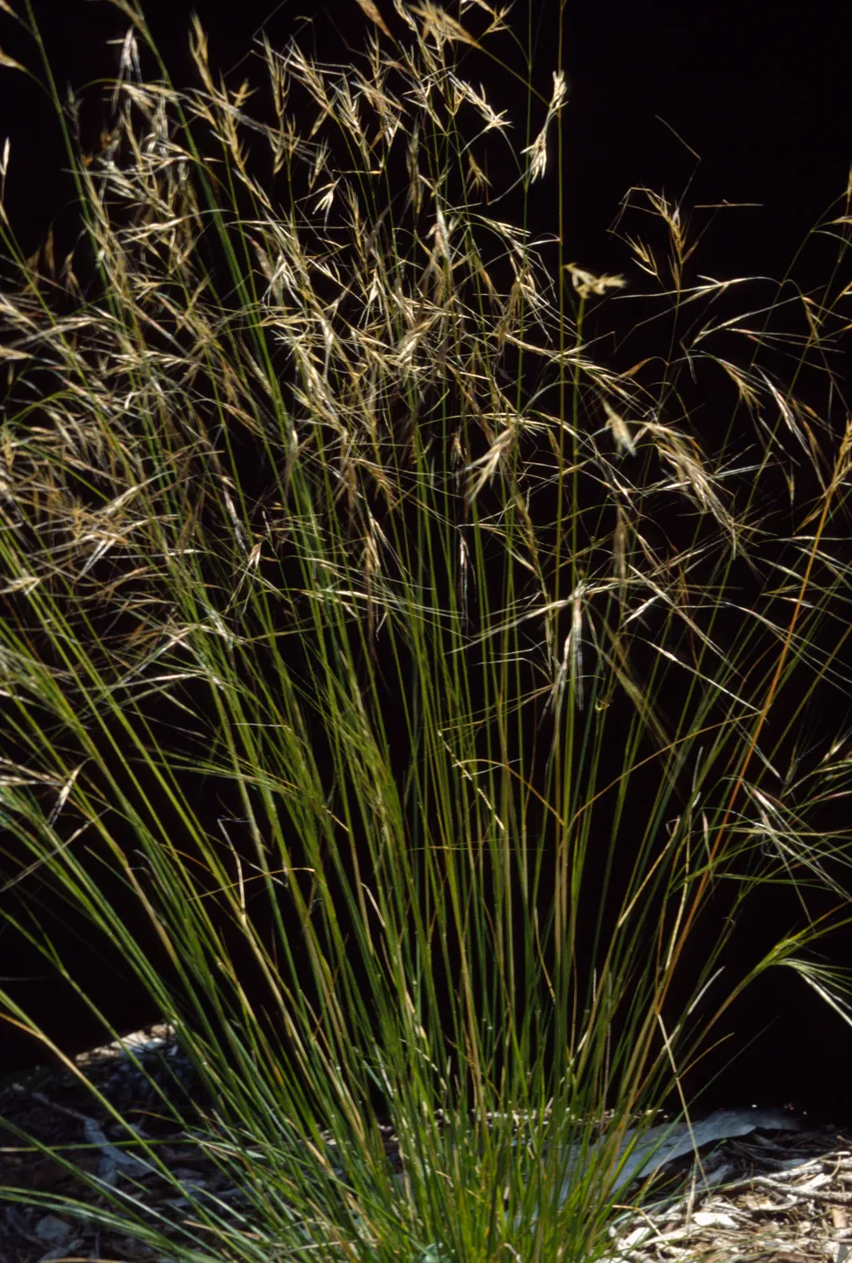 Stipa comata 