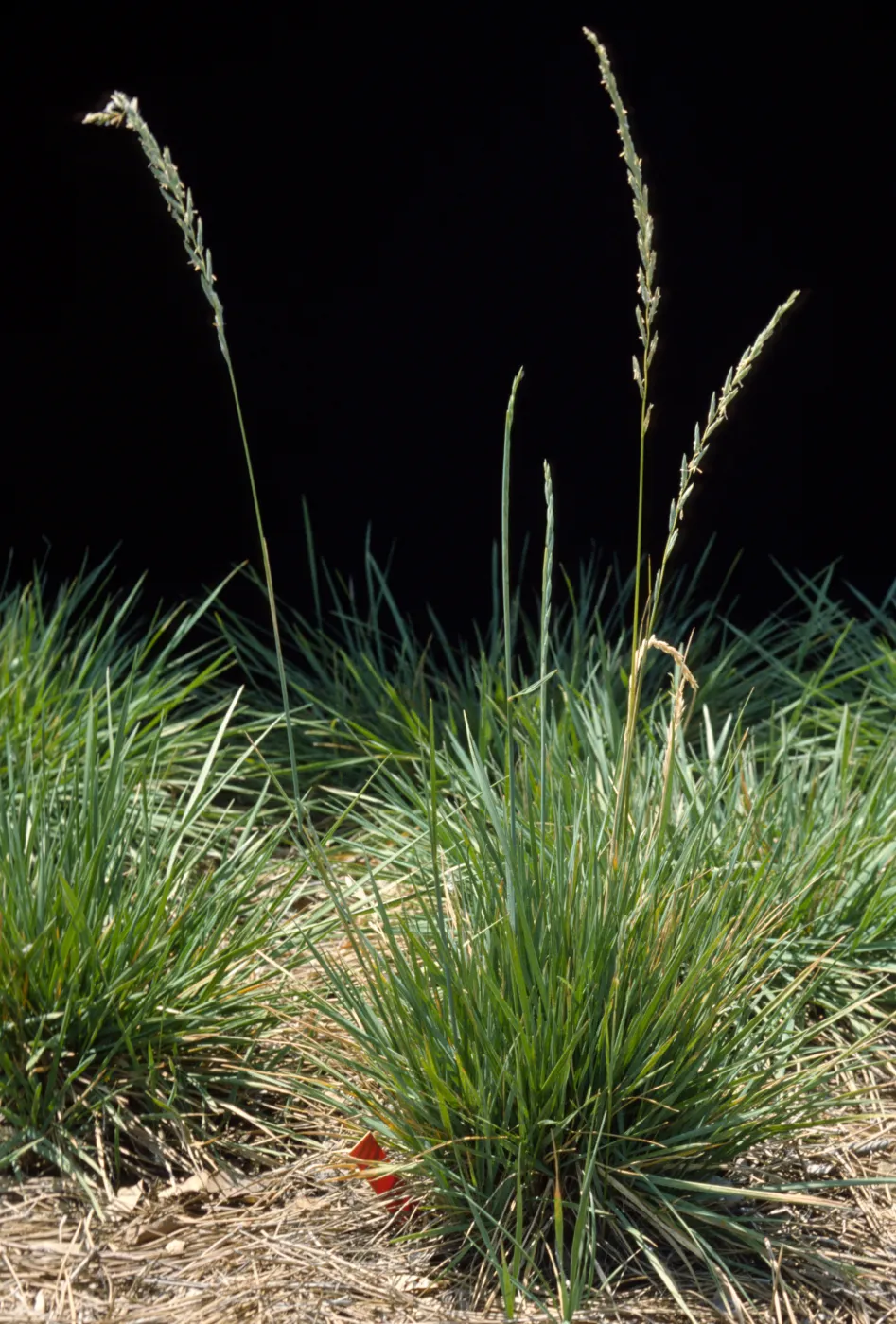Agropyron dasystachyum 