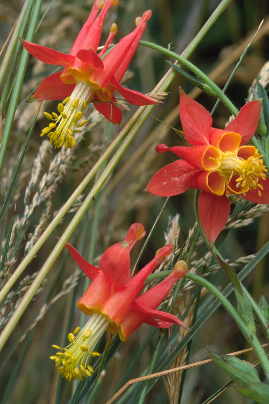 Aquilegia sp.