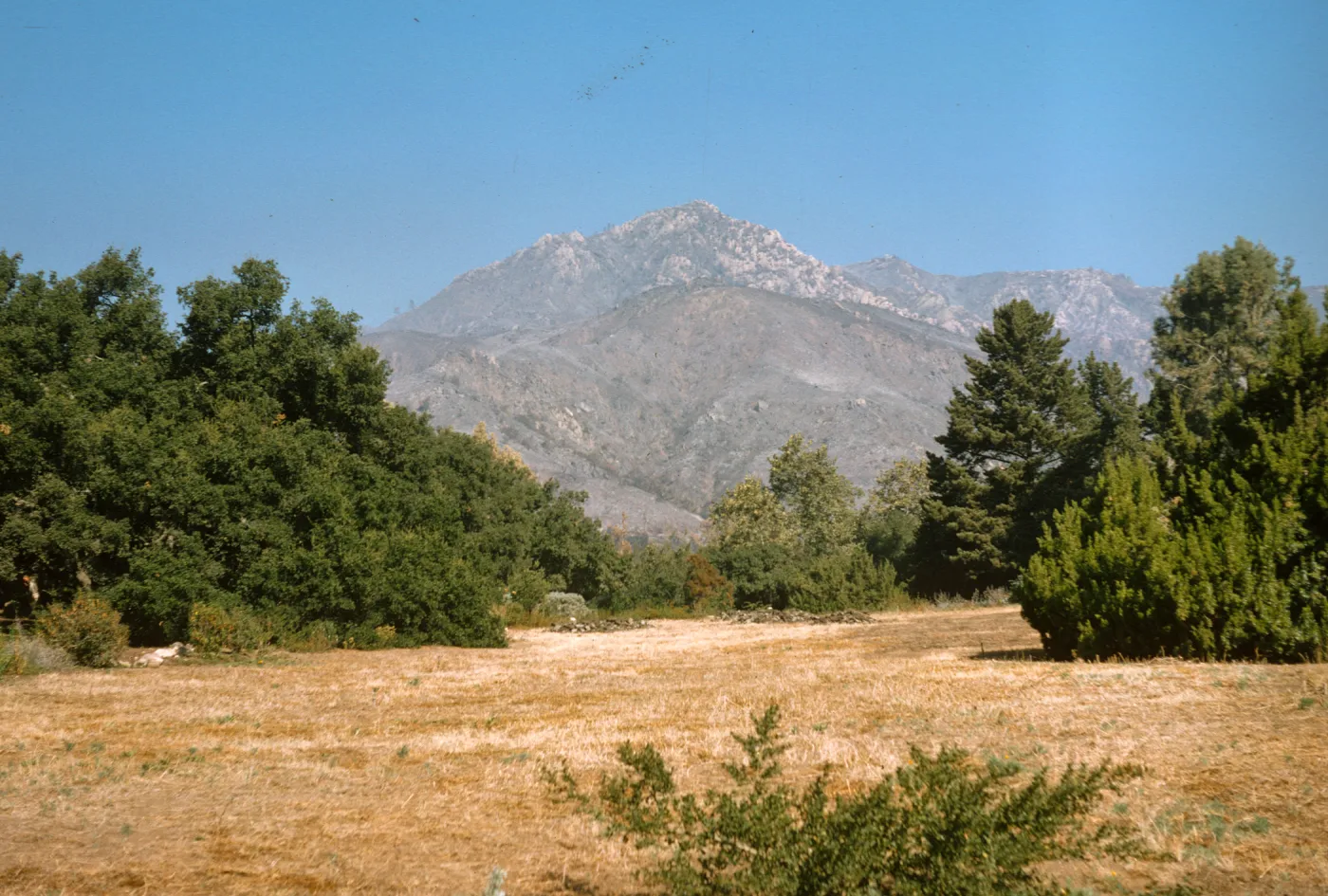 Coyote Fire aftermath, from Santa Barbara Botanic Garden Meadow