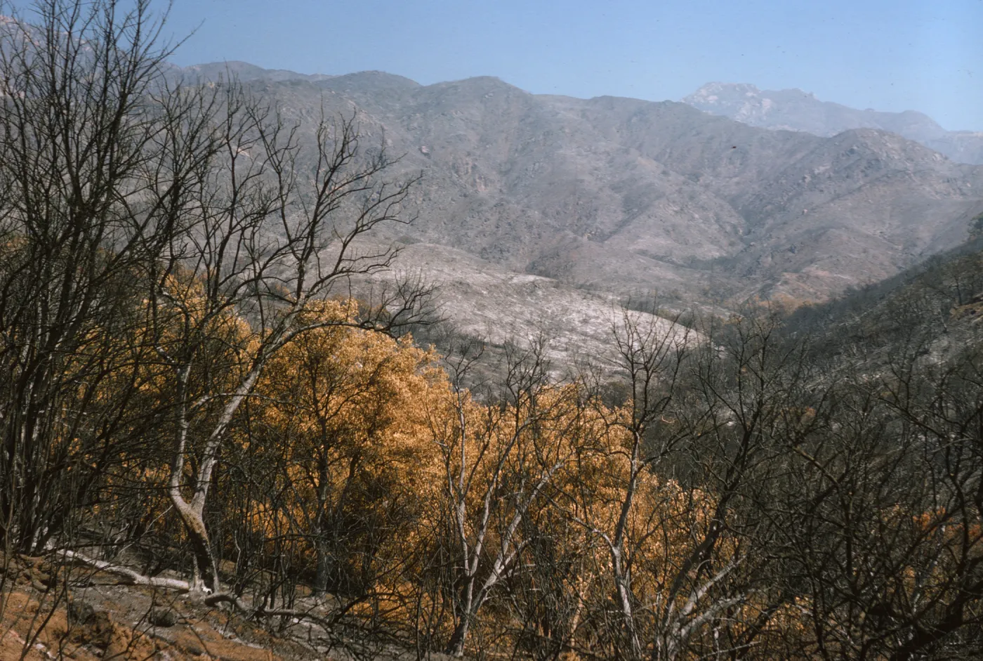 burned Santa Ynez Mountains from Santa Barbara Botanic Garden after Coyote Fire