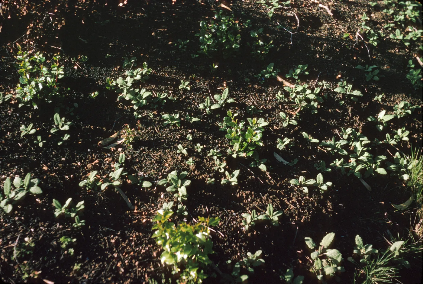Salvia spathacea (Hummingbird Sage) root sprouts after Coyote Fire
