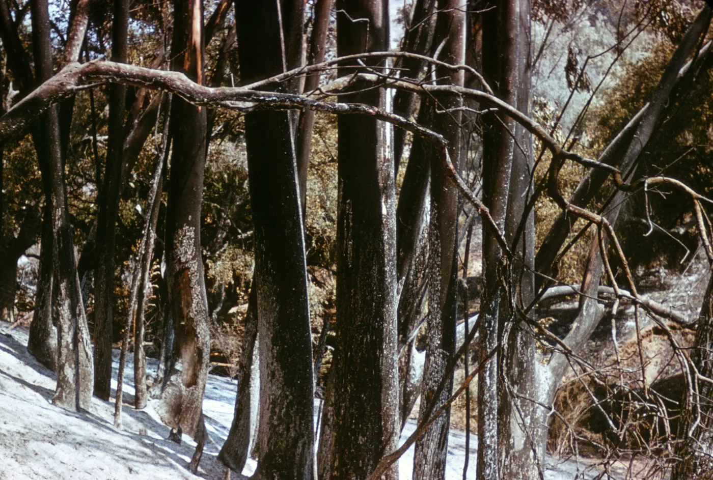 burned Olive grove after Coyote Fire