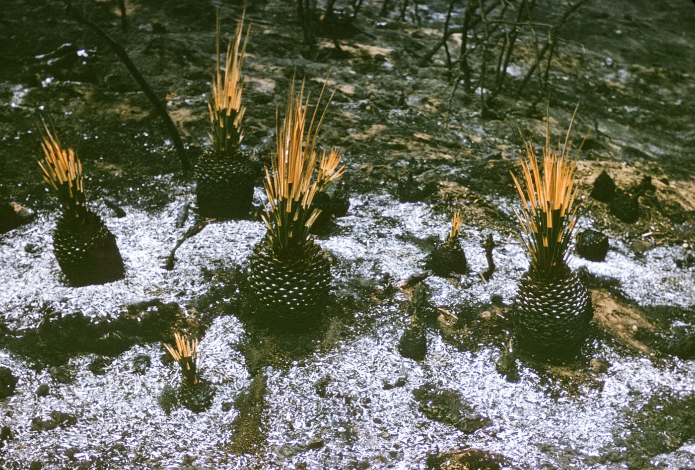 ash surrounds Yucca whipplei after Coyote Fire