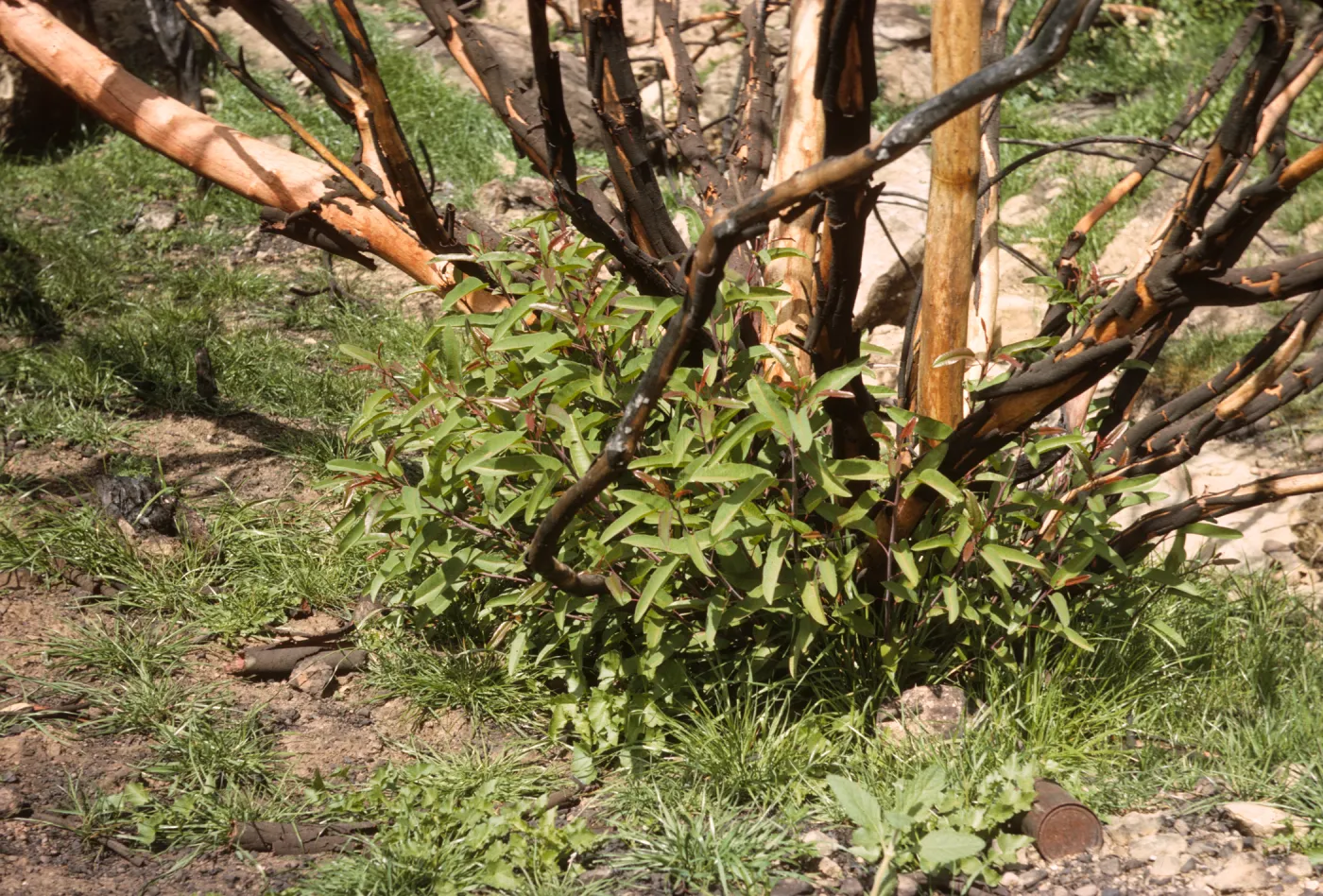 Rhus laurina stump sprout 2 months after Coyote Fire