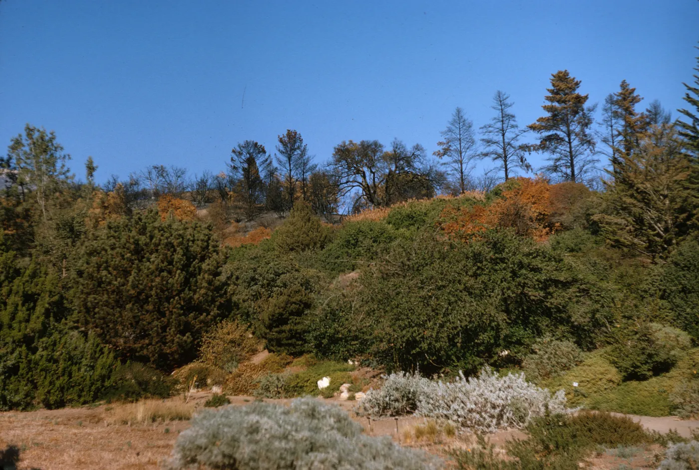Burn on Forest Section slopes - Winter 65