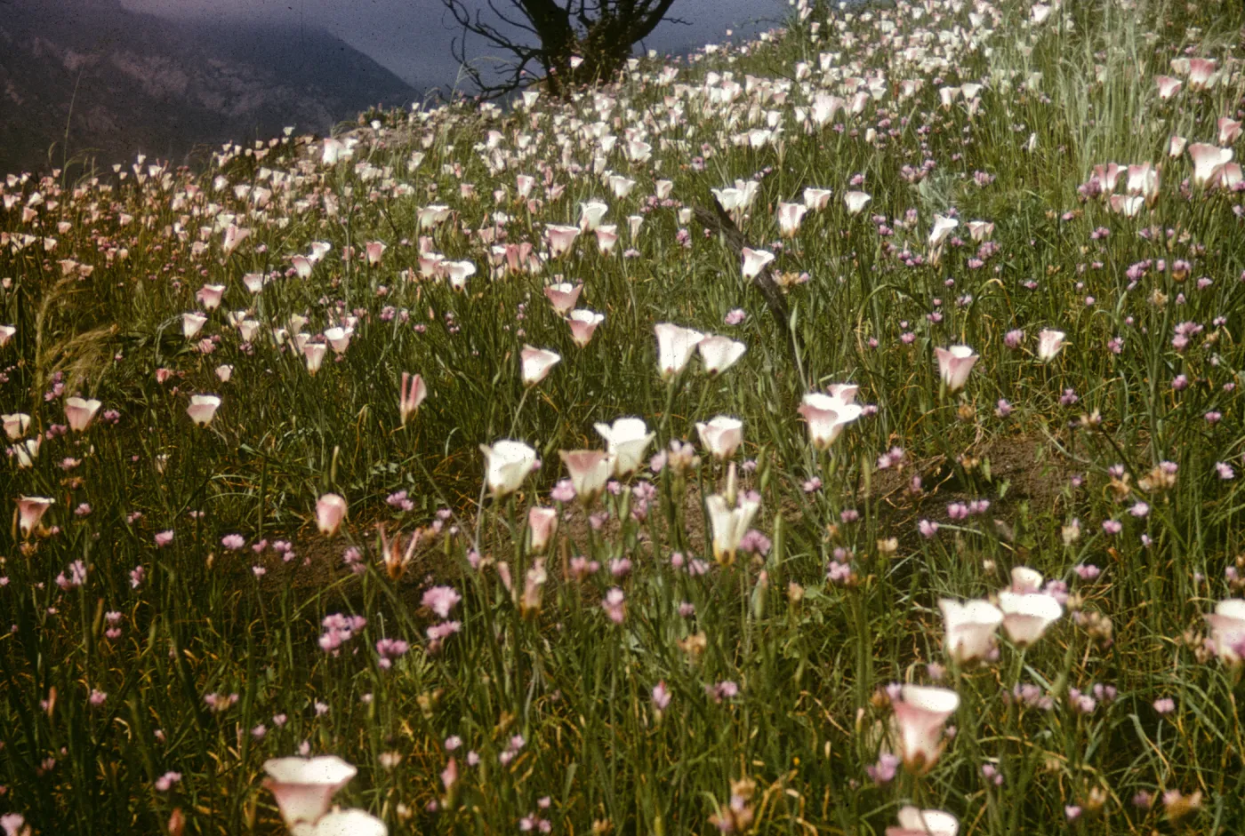 Calachortus catalinae, Lauro Canyon, after Coyote Fire