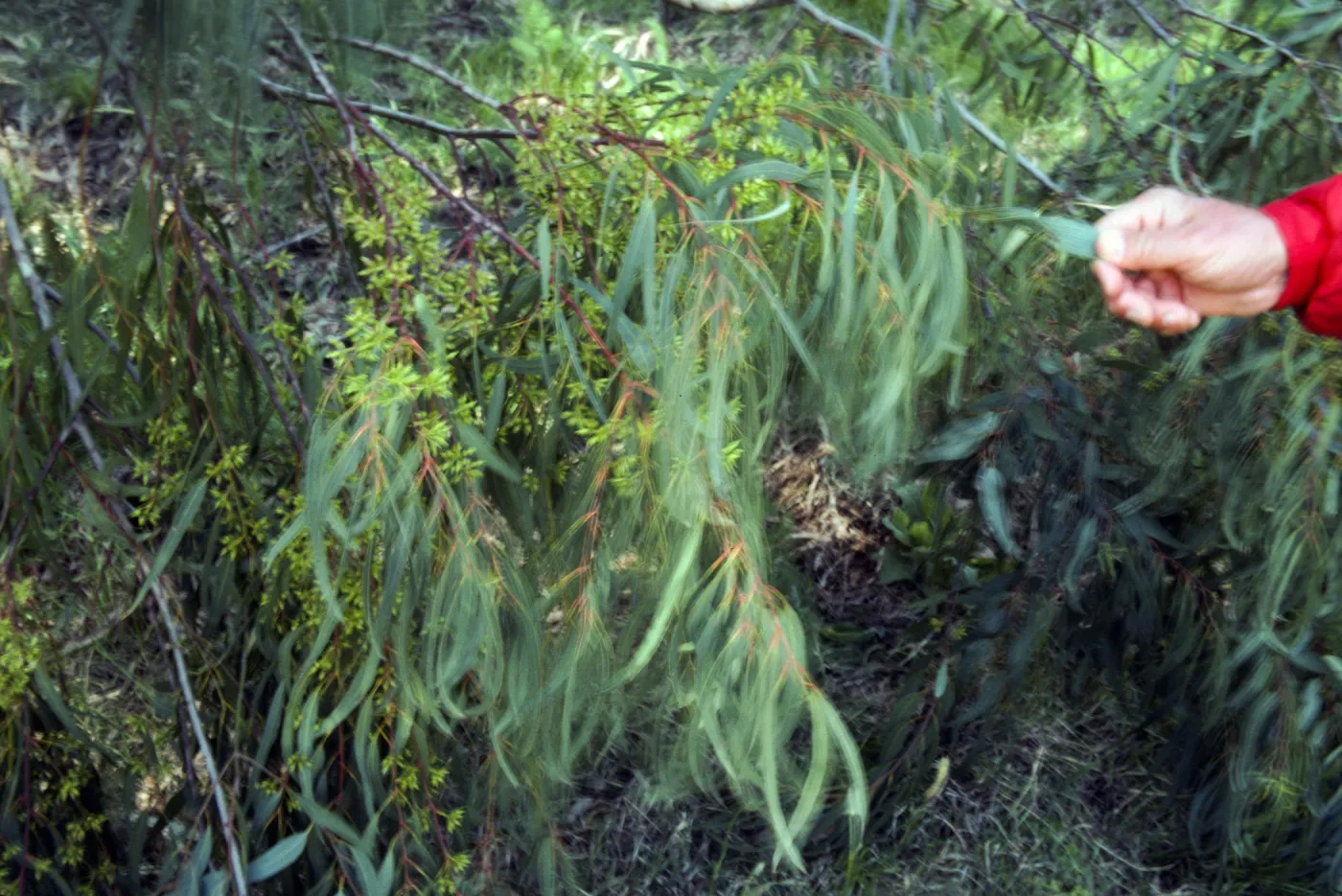 Santa Cruz Island, Eucalyptus