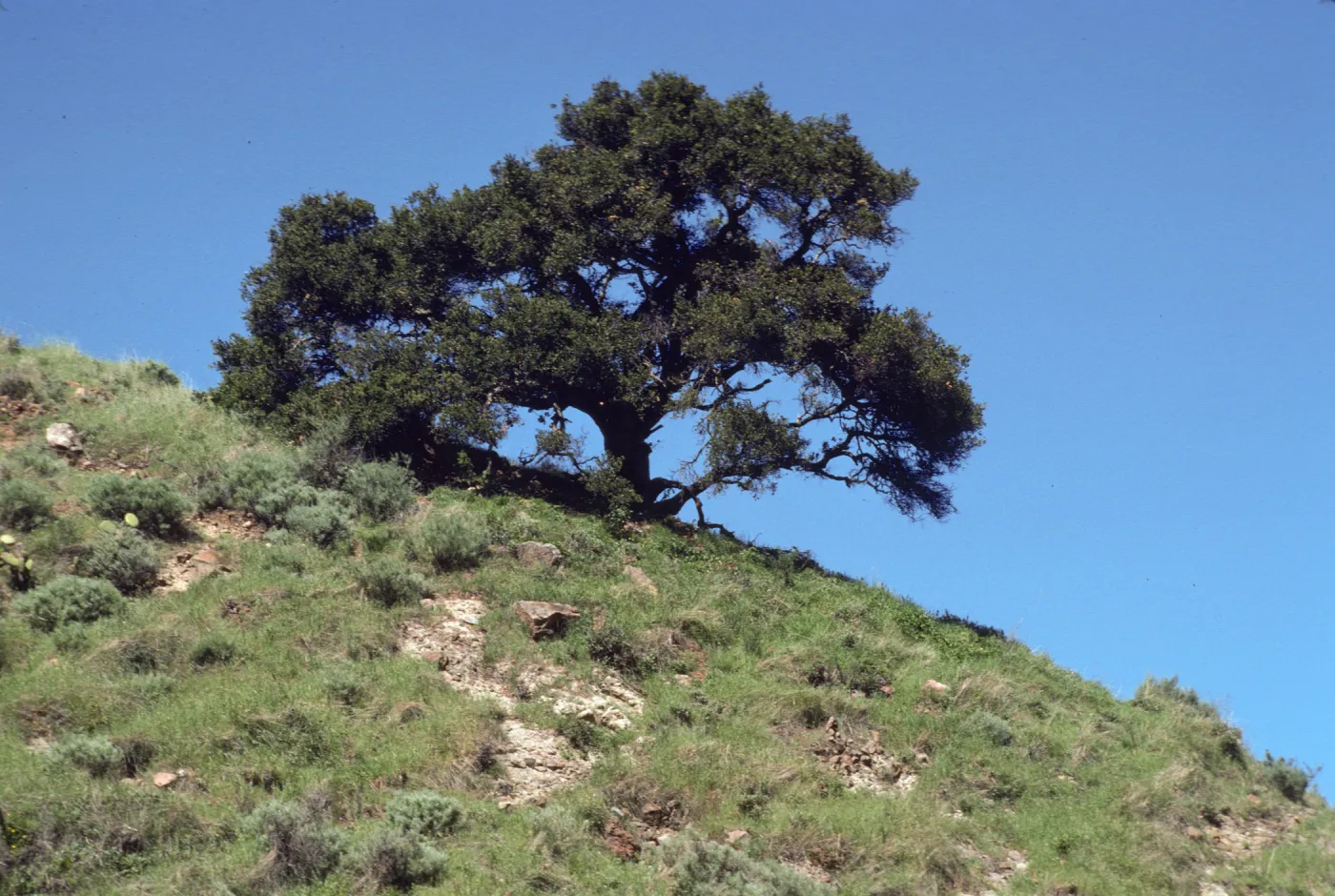 Santa Cruz Island, oak
