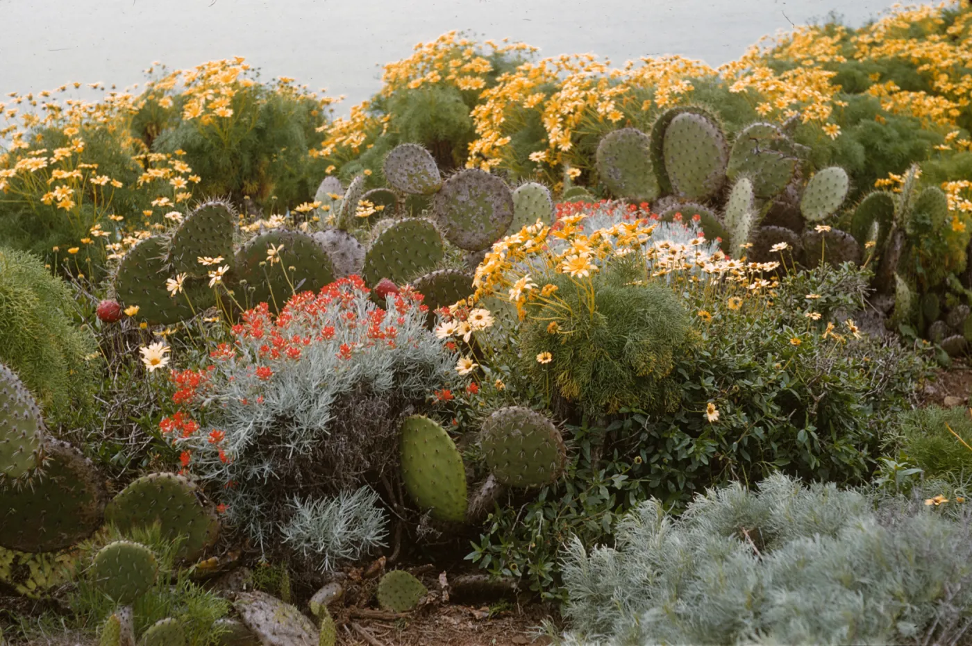 Two bush-like plants, one with yellow flowers and the other with orange flowers, are nestled among several flat, round cacti. Several of the yellow flowering bushes are visible behind the cluster of cacti.
