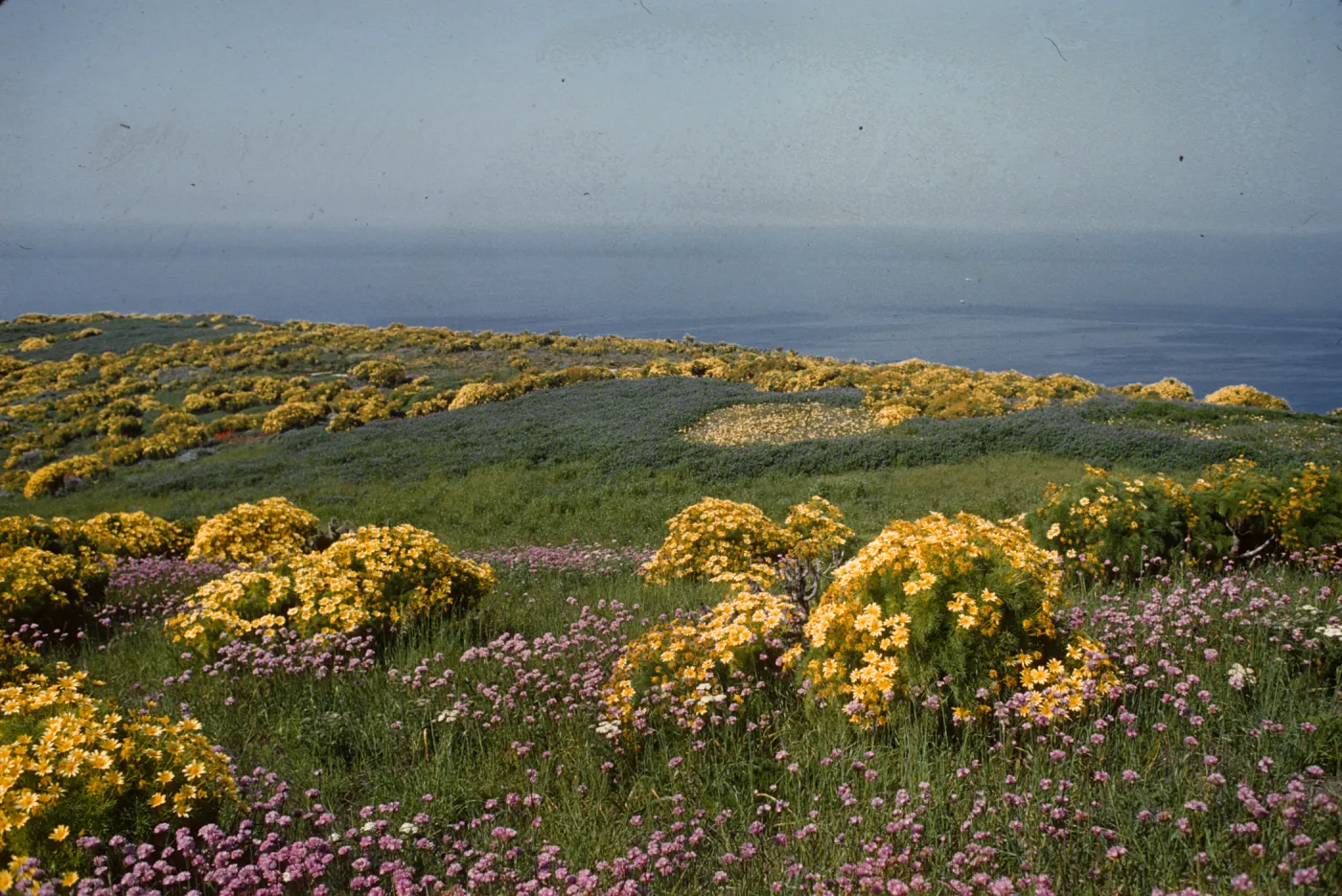 A grassy field heavily dotted with yellow flowering bushes. Lines of pink wildflowers wind through the foreground, and the ocean is visible in the distance.  