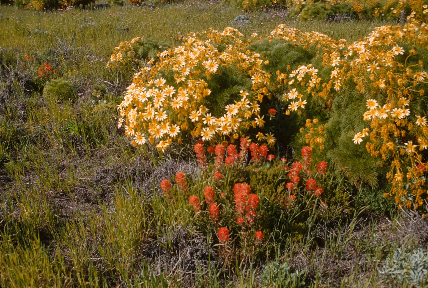 Anacapa Island, Coreopsis gigantea and Castilleja in bloom