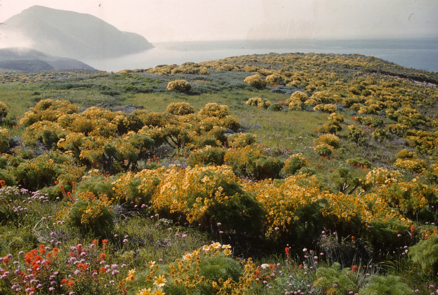 A grassy field on a flat clifftop dotted with orange and pink flowers and yellow flowering bushes. More cliffs are partially obscured by fig in the background. 