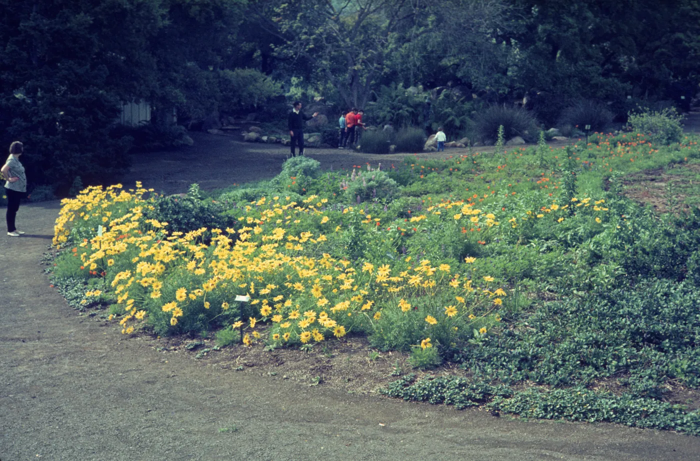 Several people stand on a wide dirt path that curves around a field of orange and yellow flowers marked with small placards.