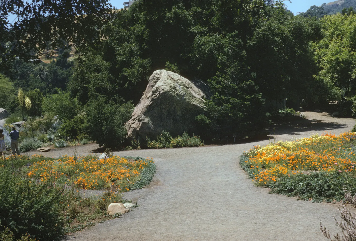 A gravel road borderd on both sides by small meadows of orange and yellow flowers. The road splits around a large boulder that sits amid thich bushes and trees. A man and woman stand on the left branch of the road.