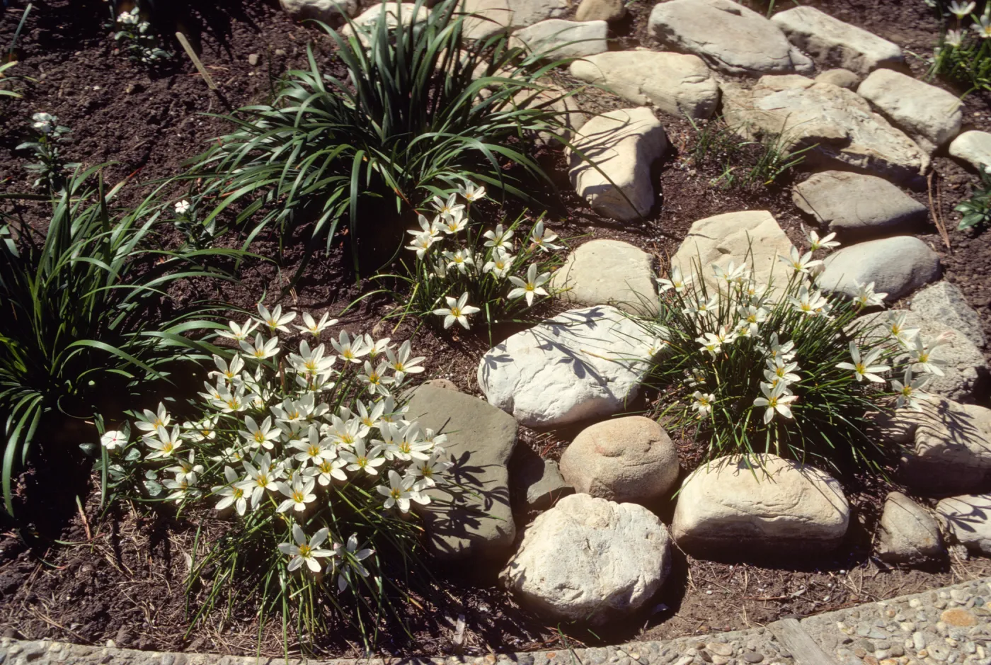 Three clusters of white, narrow-petaled flowers grow in a bed a deep brown topsoil alongside 2 clusters of long, narrow grasses and several white stones.  