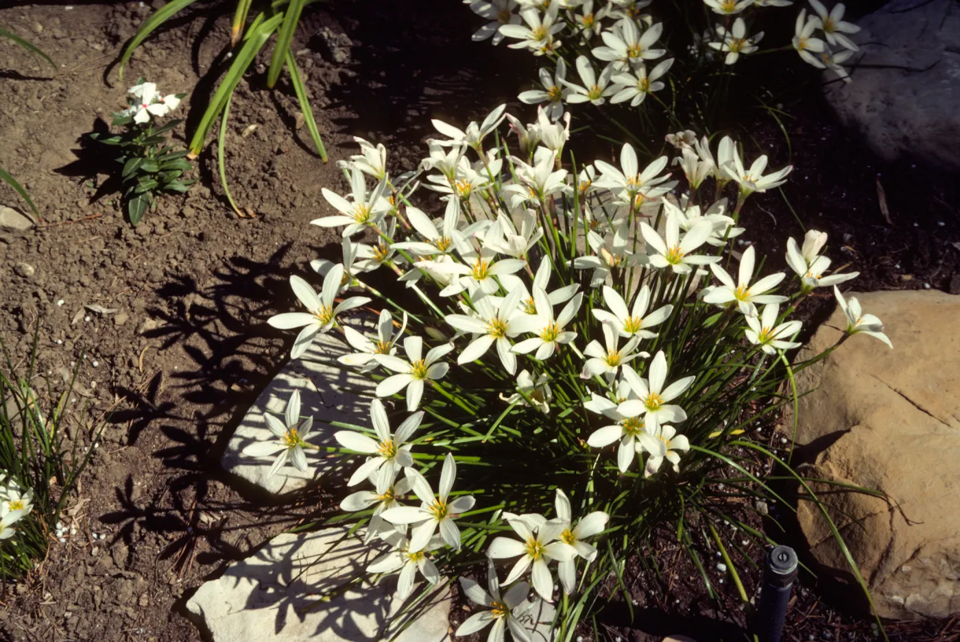 A cluster of white, narrow-petaled flowers grow in a bed a deep brown topsoil between two flat, white stones and one larger, brown stone. 