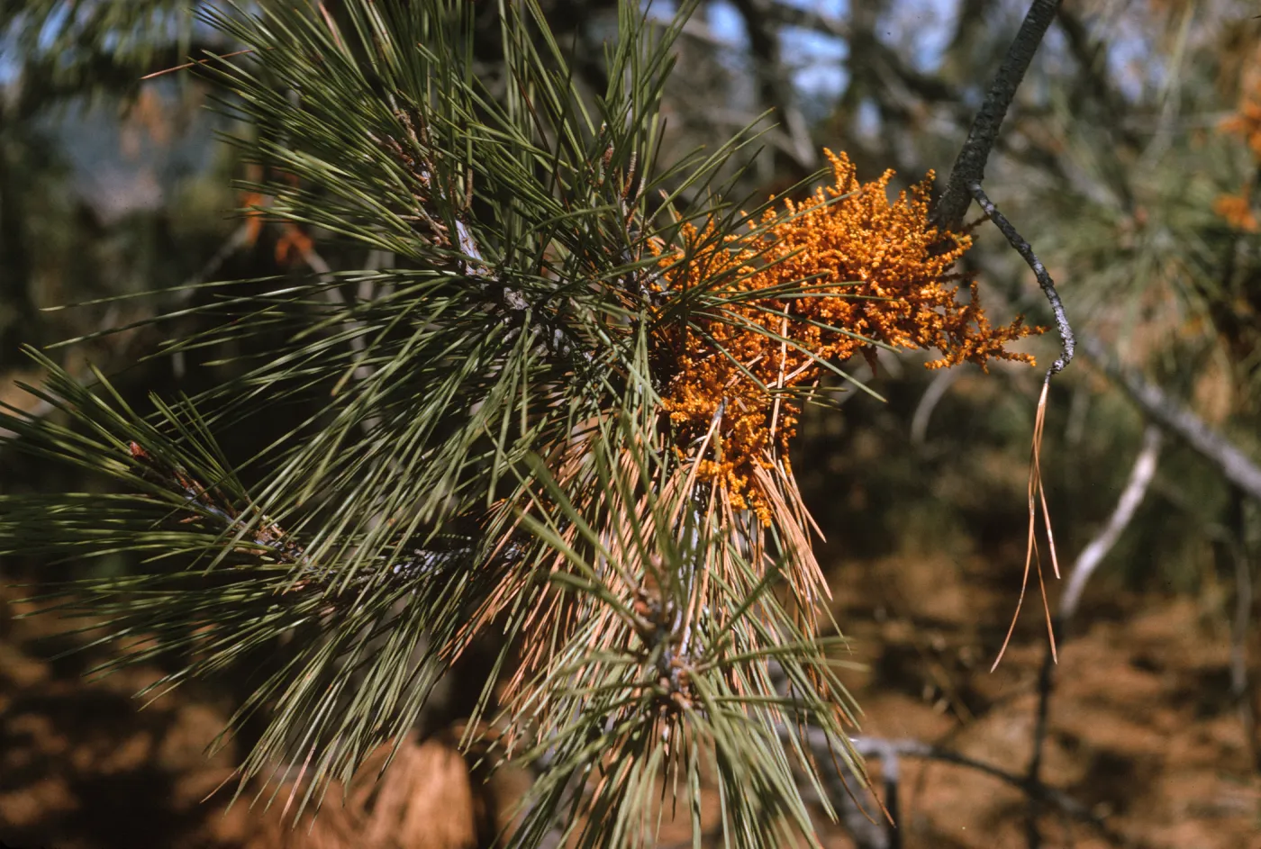 A dense cluster of knobby, bright orange, fungal-like plant growths sprout from a branch laden with pine needles. 