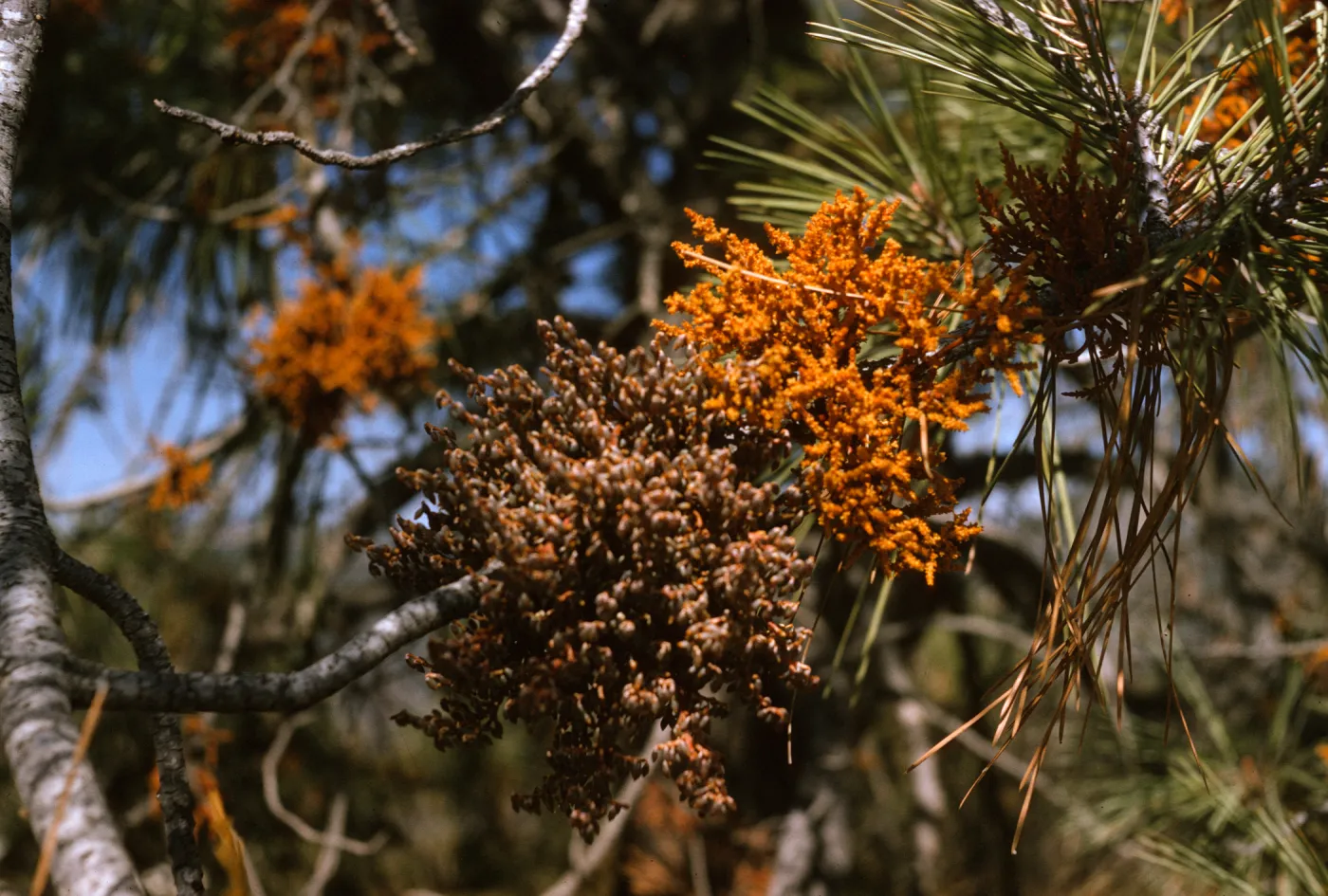 Two dense clusters of knobby, fungal-like plant growths, one bright orange and one a faded brown, sprout from a pine branch. Numerous other orange clusters are visible on branches in the background.