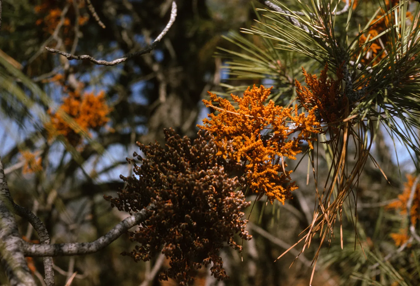 Two dense clusters of knobby, fungal-like plant growths, one bright orange and one a faded brown, sprout from a pine branch. Numerous other orange clusters are visible on branches in the background.