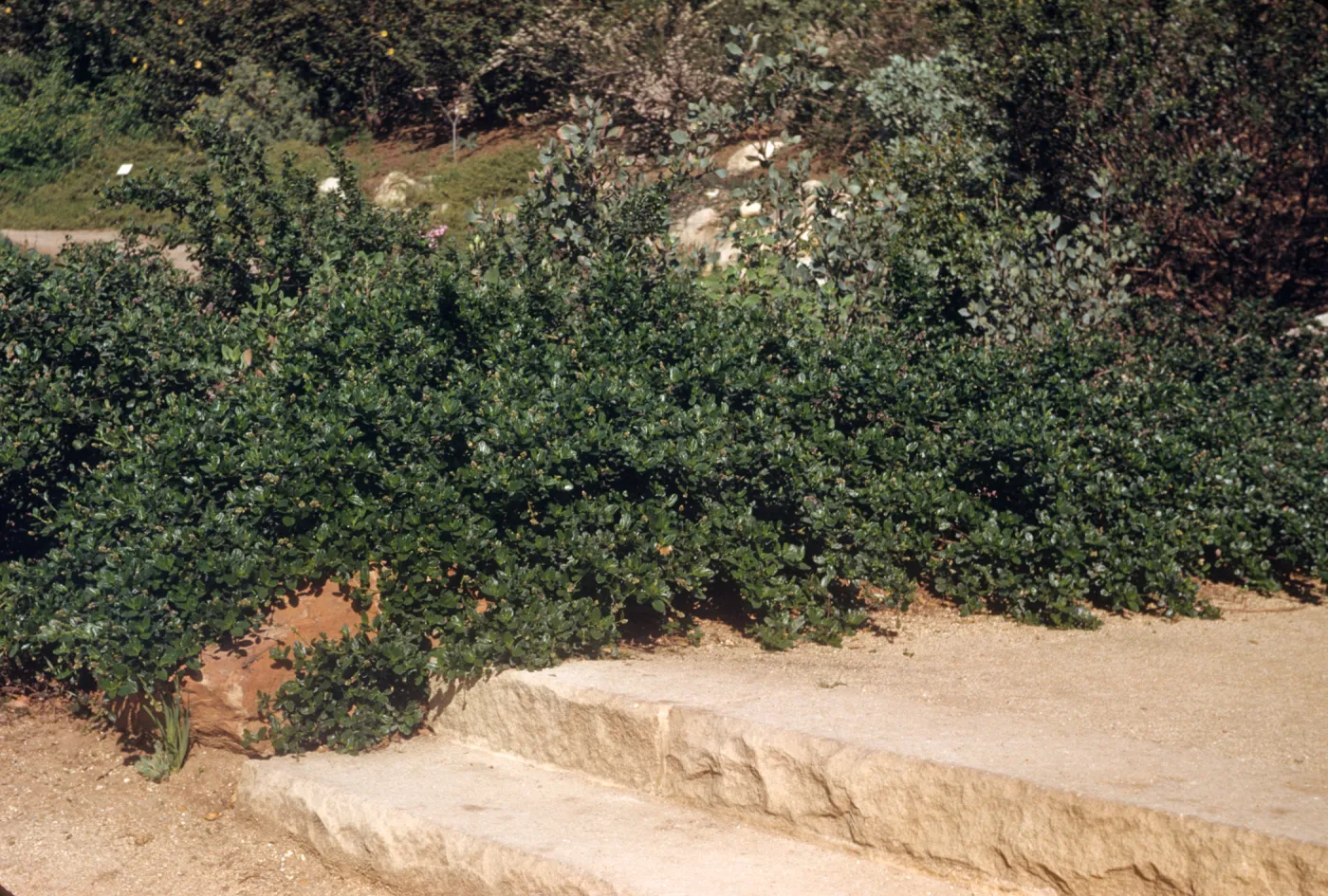 A large, low bush with round, glossy leaves grows next to two wide, outdoor stone stairs.