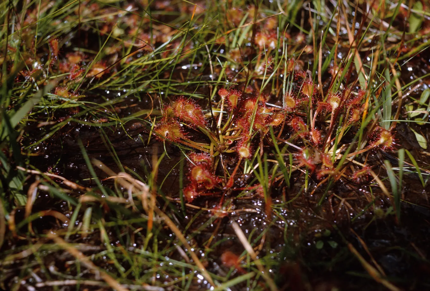 A cluster of plants with flat, round leaves covered in tiny, red stems grow among narrow grasses in muddy ground. 