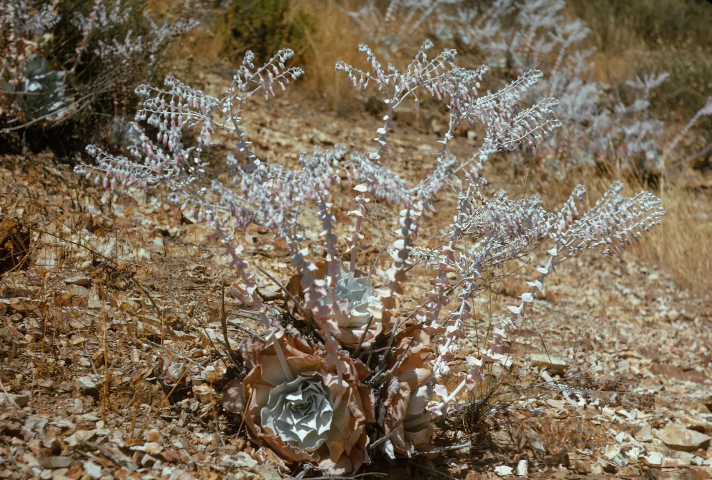 A white plant with several tall stems lined with small, spiraling leaves. Each stem splits into multiple, thinner stems bearing lines of baby pink, bell-like flowers that have not yet bloomed. At the base of the plant, larger pointed, white leaves grow in three rose-shaped spirals, with the outermost leaves becoming tan and papery.