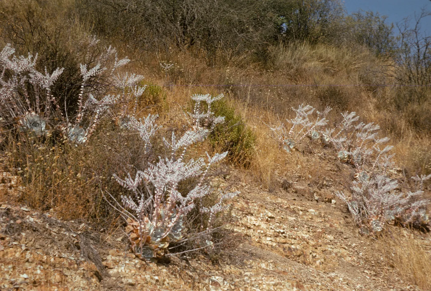 Several white succulent plants with tall, white stems lined with baby pink flower blooms grow among brown grasses on a hillside. 