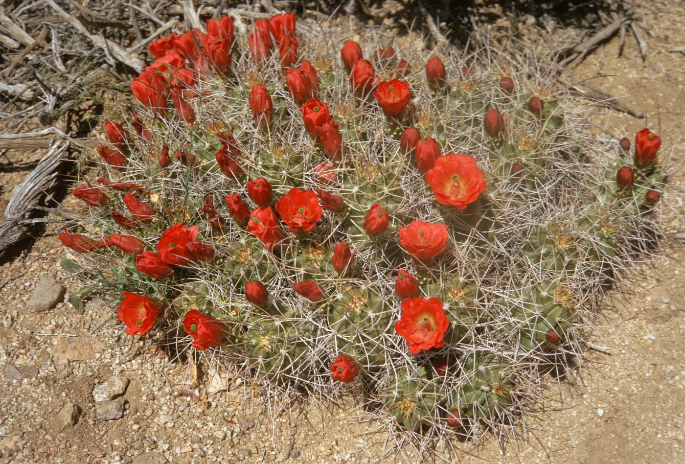 A cactus consisting of several round lobes and covered in long, white spines grows on arid ground among dry wood. Many red flowers in various states of bloom and withering grow all over the cactus. 