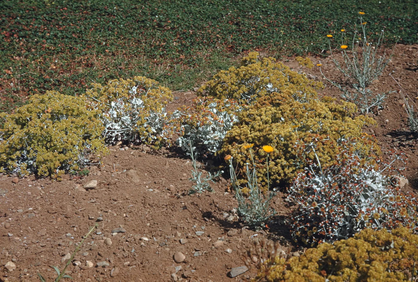 Several low bushes with white leaves and stems ending in round clusters of tiny yellow flowers grow at the edge of a feild of dark green and dull red grass-height plants. 