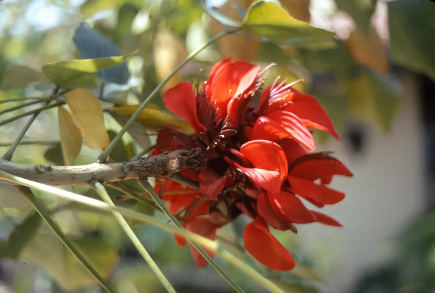 A cluster of red flowers with oblong, center-creased petals and many maroon stamen grows at the end of a woody stem among several pale green leaves. 
