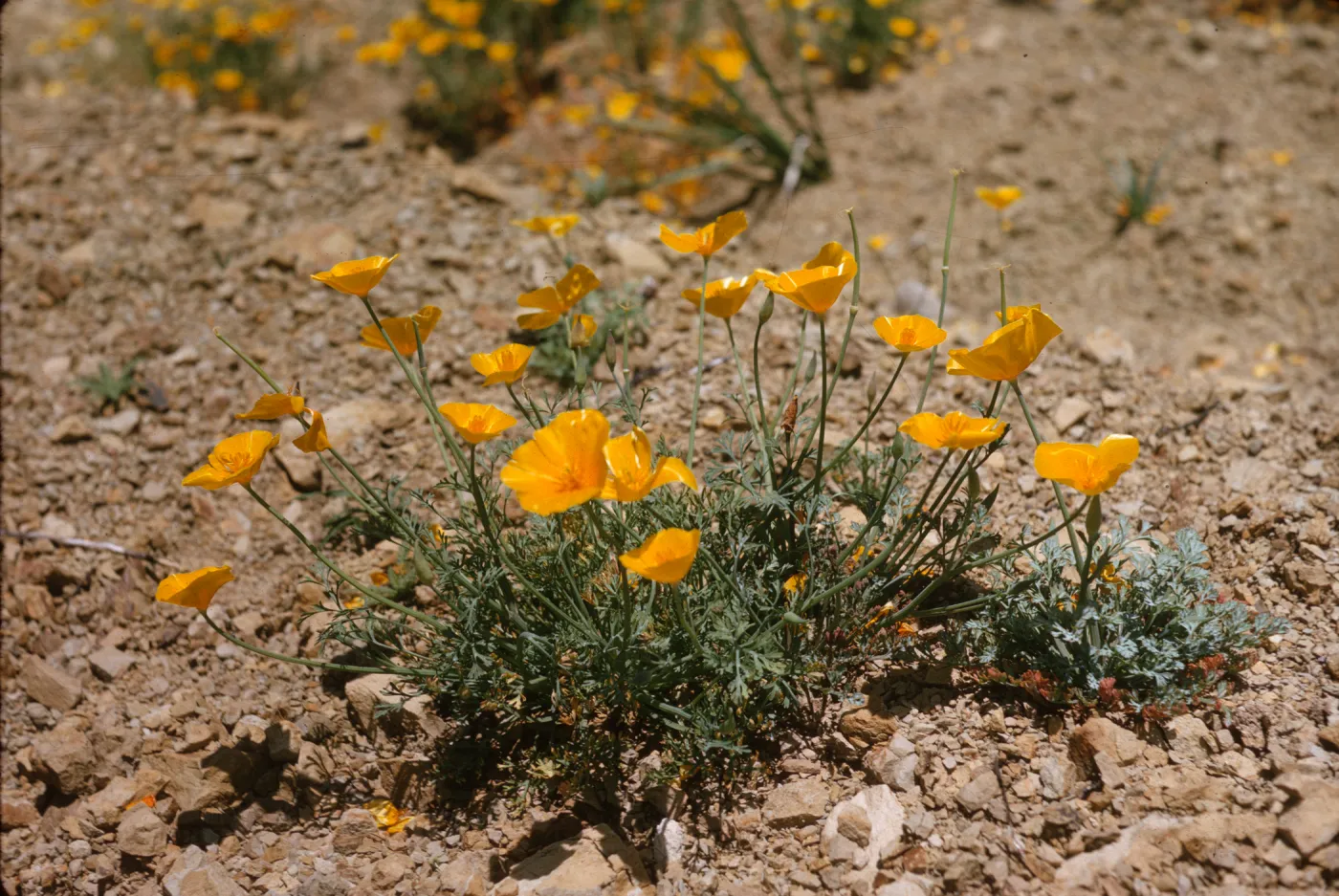 A cluster of small, bright yellow, cup-shaped flowers grow on delicate green stems in arid soil. 