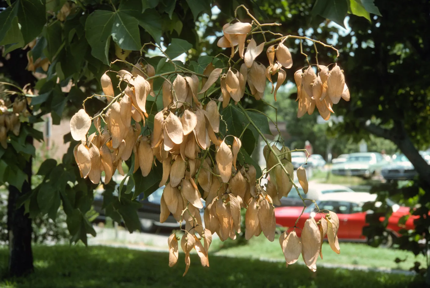 Bright sunlight shines on off-white, papery, oval shaped flowers that grow on the narrow end of a branch. Small, round, green seed grow among the petals and a cherry-red, old model car is visible in the background.