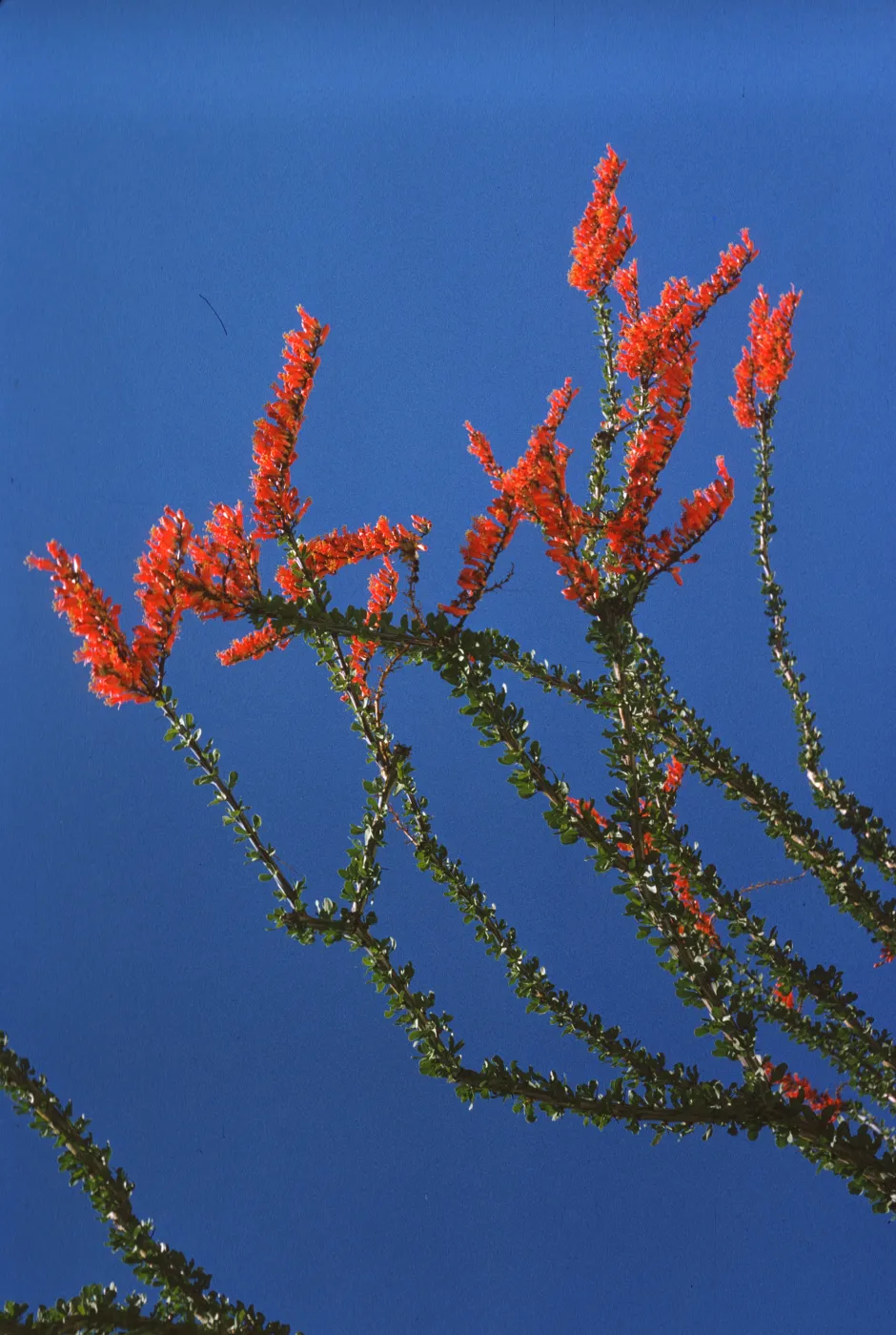 Tiny, cylindrical red-orange flowers form clusters at the ends of long stems covered circles of tiny, dark green leaves set against a bright blue sky. 