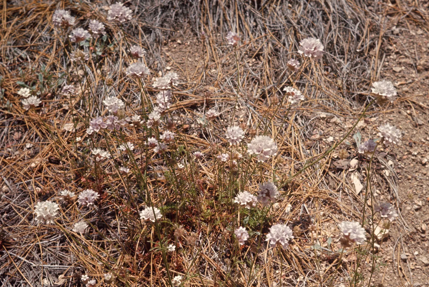 Several round clusters of sharp-petaled, white flowers grow among a bed of brown pine needles. 