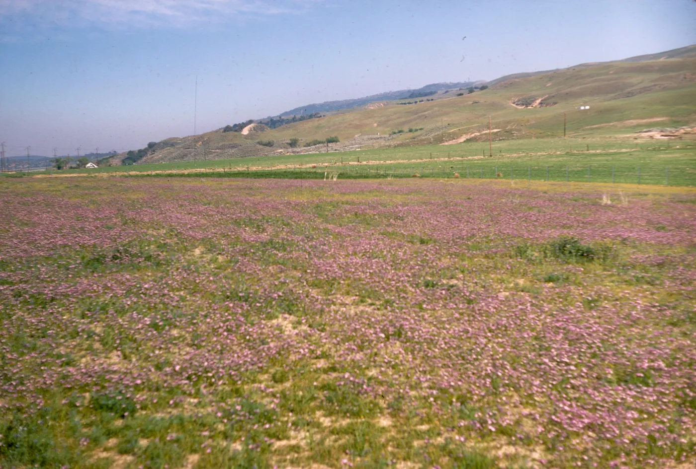 A field of short, purple flowers among green grasses. Green grasses covers lumpy hills in the distance.