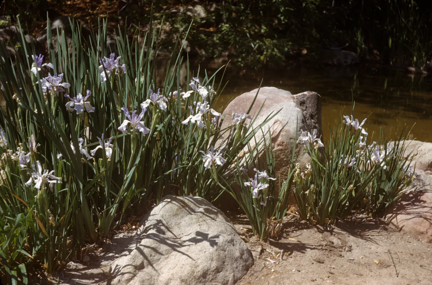 A group of plants with long, narrow, dark green leaves, and wrinkly, long-petaled, lavender-colored flowers grows among large stones at the edge of brown creek.