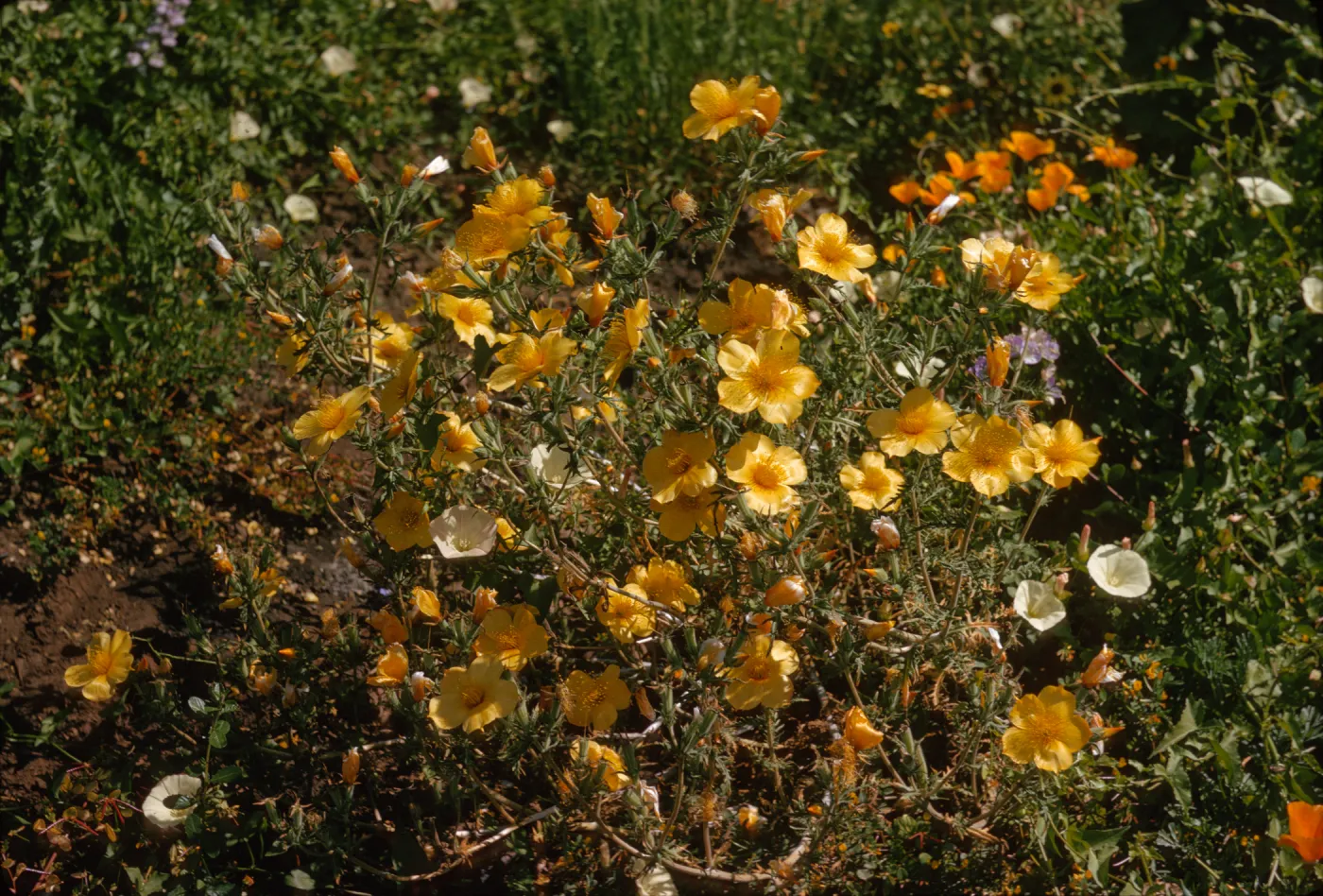 A cluster of bright yellow flowers with five, round petals grow among green grasses and smaller, white flowers with fused petals. 