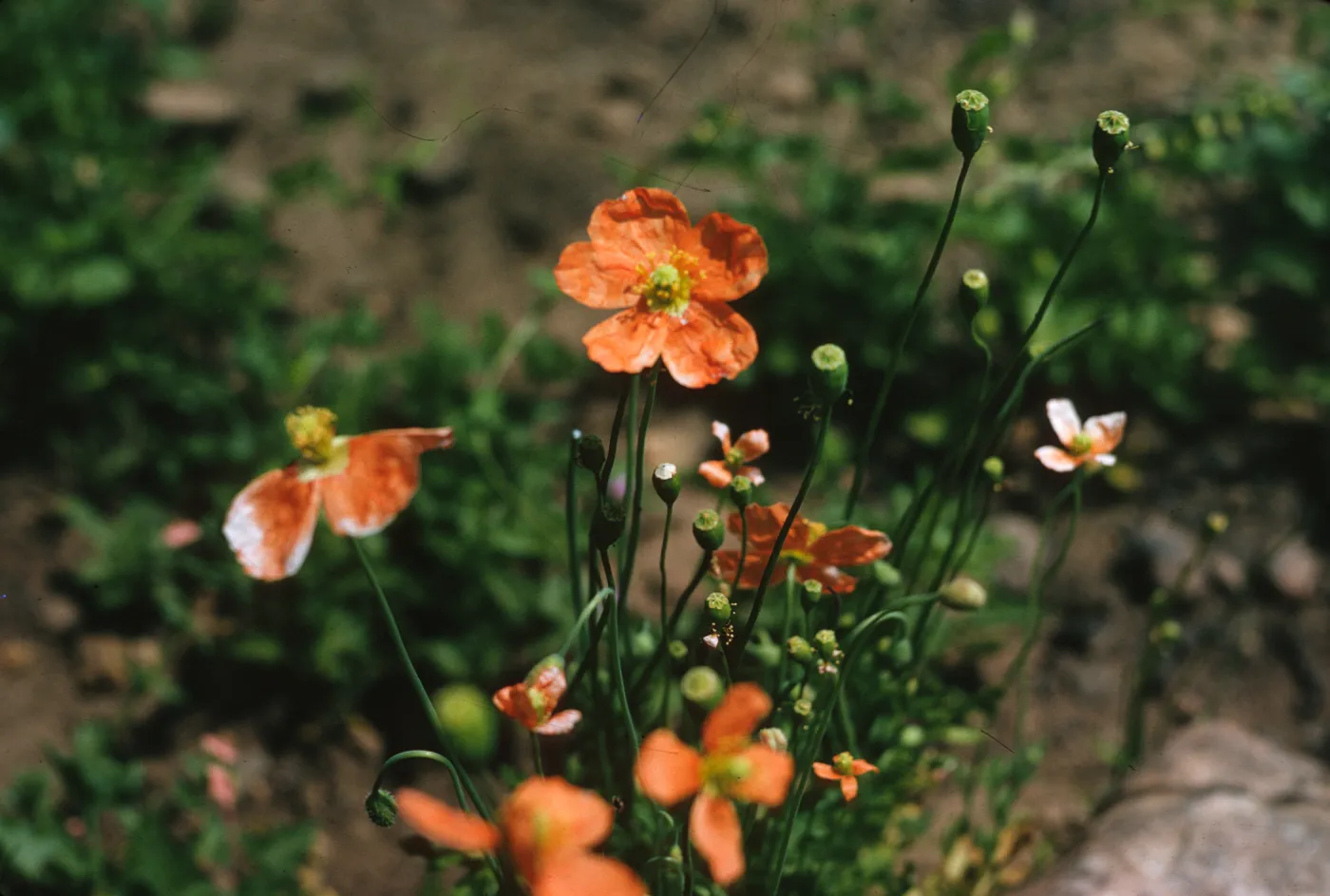 Orange flowers with five, round petals grow at the ends of delicate stems.