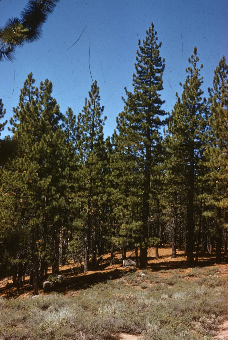 The edge of a forest of tall, conical pine trees.