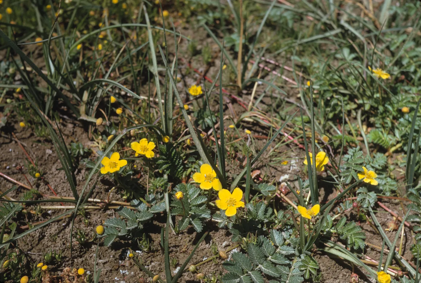 Small, yellow flowers with five round petals grow beneath narrow blades of grass.