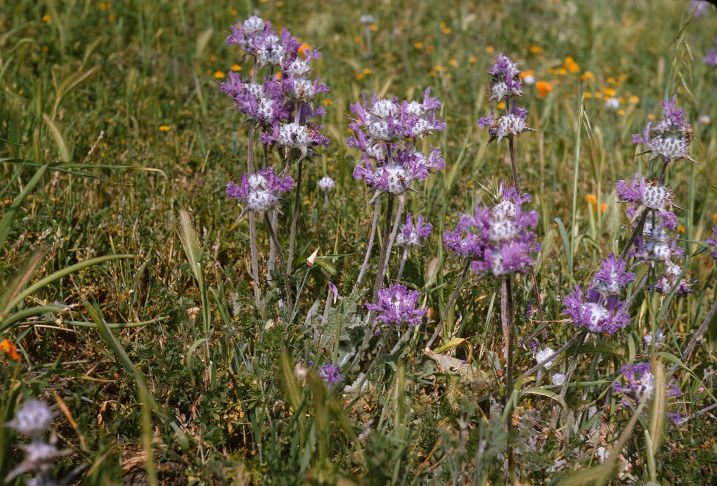 Flowers with purple, feathery petals and large, white centers dotted with spikes grow atop long stems in a grassy field.