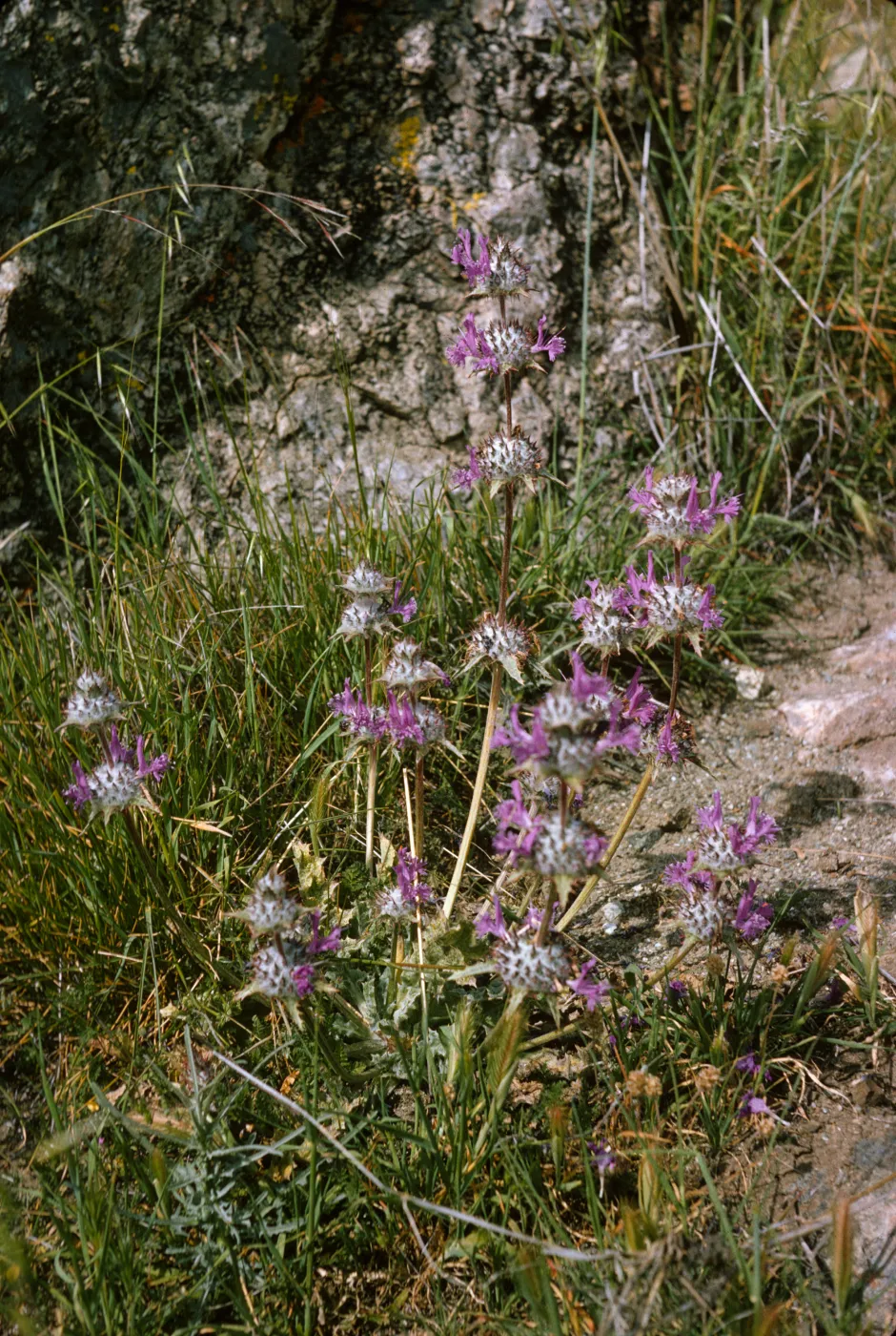 Flowers with purple, feathery petals and large, white centers dotted with spikes grow atop long stems among grasses in front of a lumpy boulder. 