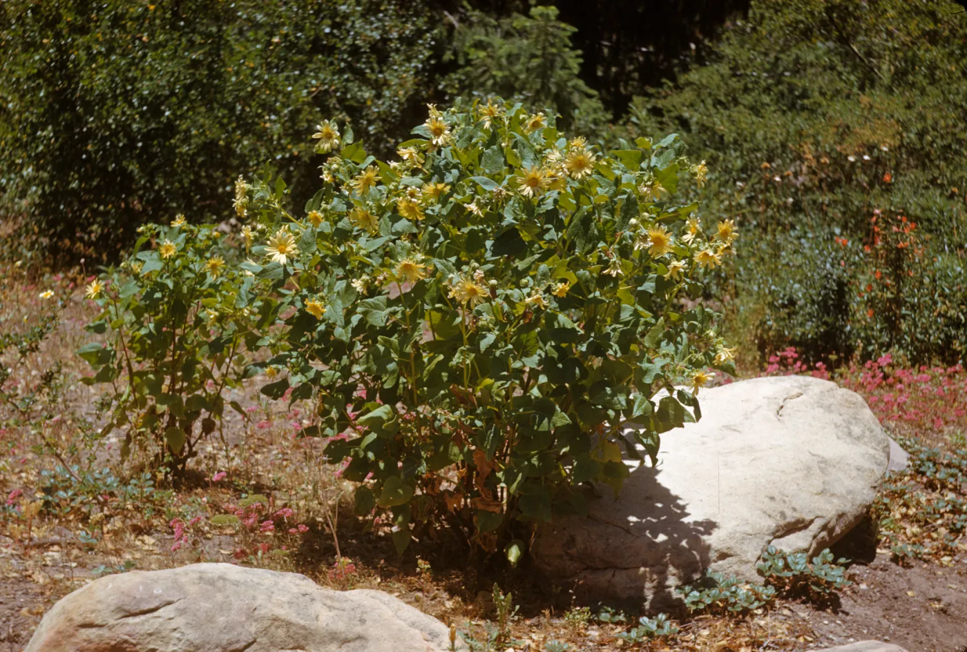 A small bush with arrowhead shaped leaves and large, off-white flowers grows beside a large stone. 