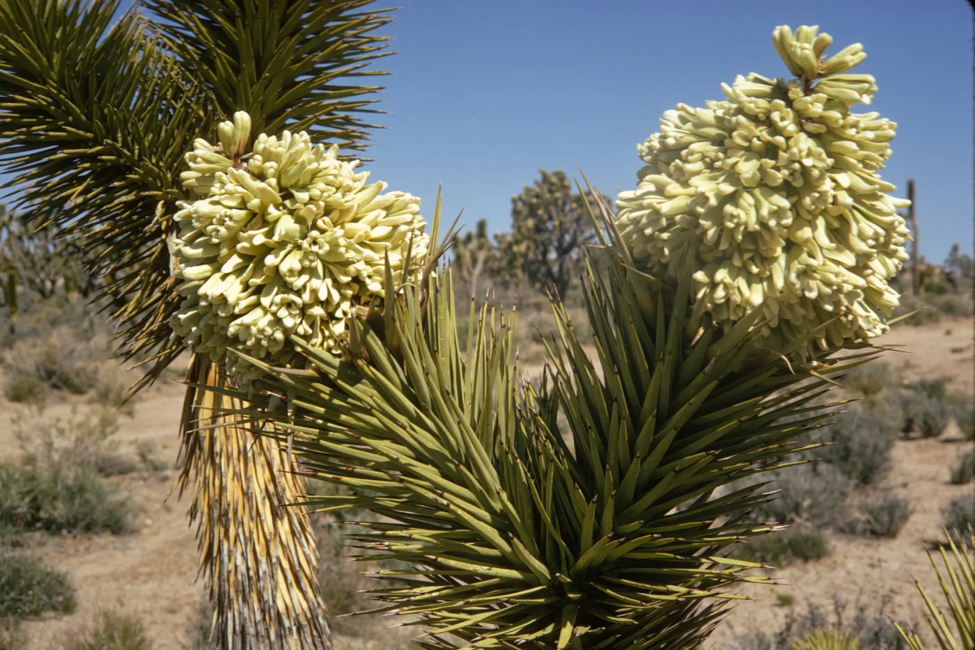 A split trunk completely covered in stiff, interlocking, pointed leaves, with both trunk ending in a large cluster of cylindrical, off-white flowers. 
